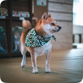 Beaphar Shampoo bottle